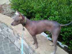 Clean and fresh water should be available to the dog at any time of the day. 