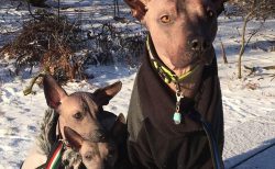 Xoloitzcuintle is a breed that appeared thanks to nature, therefore these dogs are distinguished ...