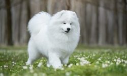 Samoyed huskies perceive cats not as an enemy, but as a partner for games. They never attack the ...