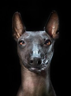 In order for the dog to get sick less often, the owner must carry out timely vaccinations, routi ...