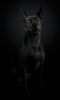Skin diseases – in Xoloitzcuintle, sweat comes out through the paws, with improper care, d ...