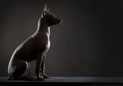 It is recommended that the whole family be engaged in raising the Xoloitzcuintle. In this case,  ...