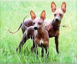 Loneliness is destructive for a Mexican hairless dog, it needs company all the time. 