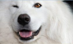Feeding this dog breed is not difficult. Do not give fatty, starchy, and sweet foods. 