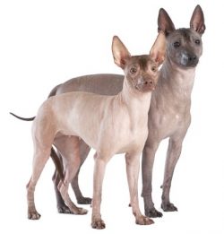 Representatives of the breed are considered even annoying, as they seek to participate in everyt ...