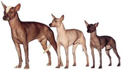 It is good if the family has children, the Xolo get along with them perfectly. Toddlers are happ ...
