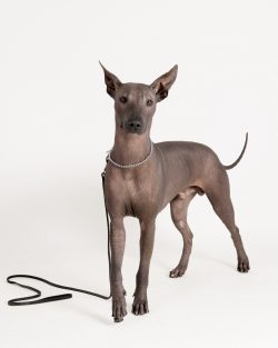 Sholo will never offend a child, such a dog is ready to be with children around the clock, respo ...
