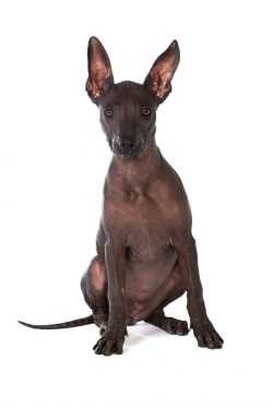 Behaves friendly with pets. If the owners do not have enough time to work with Xolo for a long t ...