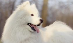 Samoyeds are very jealous and require maximum attention. All your 24 hours. If you ignore it, th ...