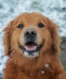 Goldens are distinguished by unique mental abilities, they can understand without words, so even ...