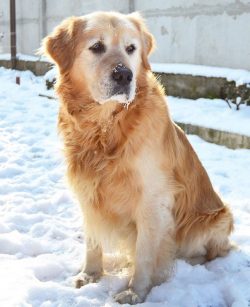 If he is engaged in a dog, then he can master almost all the wisdom of training and education by ...