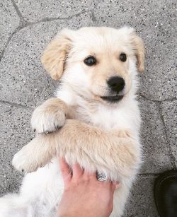 Golden Retrievers need attention, so if you do not devote time to your pet, you can find spoiled ...