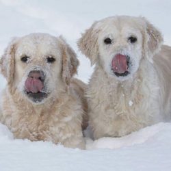 If the owner is quite active in life, then the dog will be happy to accompany the owner in any e ...