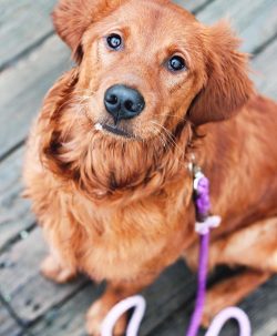 Today, representatives of this breed are practically not used for hunting, since more suitable a ...