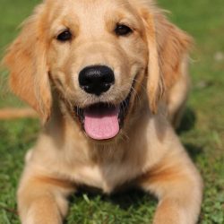 The hunting excitement, which is expressed in the setters, is absent in the Goldens, so even whi ...