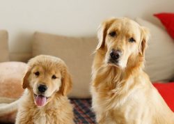 Dogs of the Golden Retriever breed can work without verbal commands, responding to whistles and  ...