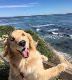 The dog needs regular vaccinations, as well as protection and prevention of external and interna ...