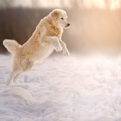 It is an intelligent, calm, and energetic dog that loves to be the center of attention.