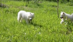 The dog often runs away, loves everyone and everyone recognizes the owner in anyone who feeds de ...