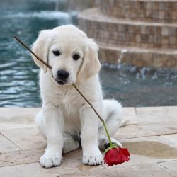 With good nutrition and care, the dog lives up to 15-16 years, although the average life span of ...