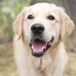 The coat of golden retrievers allows outdoor use, however, luxurious coats will lose their splen ...