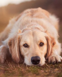 The Golden Retriever is one of the best candidates for a large family pet. 