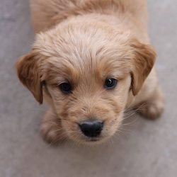 The breed has a certain drawback that sometimes does not allow getting a dog in an apartment  ...