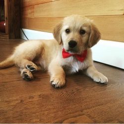 If the retriever is purchased for hunting, then the puppy should be taken exclusively from worki ...