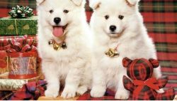 It is worth purchasing a Samoyed Laika puppy only in breeding nurseries or from breeders with a  ...