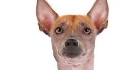 Without proper upbringing, the Mexican Hairless Dog can cause many problems for its owner. 