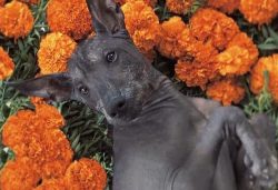 These dogs are very smart, they quickly memorize training lessons and fulfill requirements. 