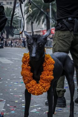The hairless Mexican dog is not made for fighting. Her skin is too delicate, not covered with fur. 
