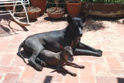 The natives ate Xolo meat, appreciating its taste and magical, healing effect on humans. 