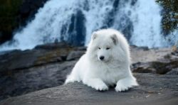 Many owners, choosing the name of the Samoyed, remember its northern origin or start from the ap ...
