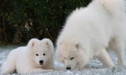 Always watch for changes in behavior or movement of your pet, as well as the condition of the co ...
