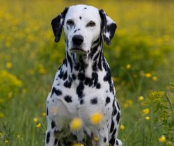 Correct training, balanced and calm building relationships with the puppy, early socialization c ...