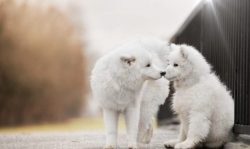 Samoyeds are clean and do not have the typical “doggy” smell. Before you get a dog o ...