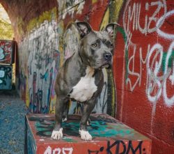The American Bully is a bodybuilder in the dog world. When you look at this stocky, sturdy man w ...