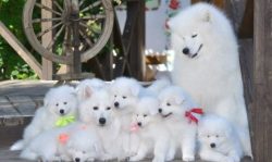 Samoyeds are gullible, so their guards turn out to be ineffective, although the dogs bark very l ...