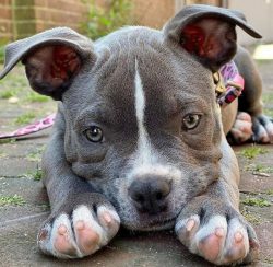 The American Bully is a young breed but has already managed to fall in love with dog breeders: a ...