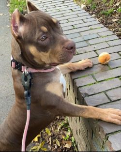 In addition to the unofficial, there are four registered breed types: Standard, Classic, Pocket, ...