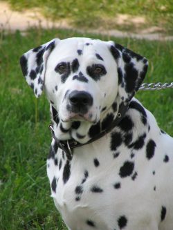 From the first days of the appearance of a puppy in your home, a parenting program should start. 