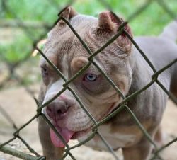 These dogs join any family “collective” and treat each person with tenderness, and e ...