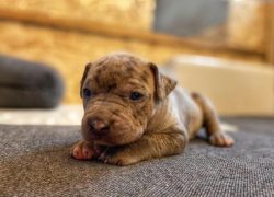 It’s hard for American bulls to come to terms with constant loneliness, but the absence of ...