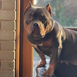 Being the owners of a good-natured nature, dogs still tend to dominate others, so they need a st ...