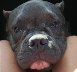 The American Bully is a native of the last decade of the last century. This fearsome athleteR ...
