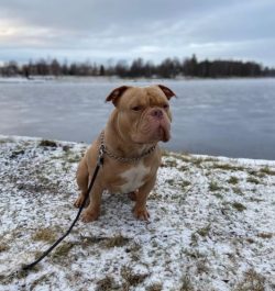 Bulli perfectly fits the description of “my affectionate and gentle animal”: his loving and loya ...