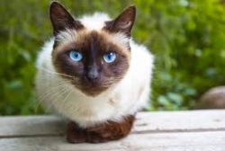 The Siamese cat is an unusually flexible, slender and graceful animal. She has an elongated skel ...