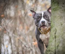 The history of the origin of the breed is notable for the fact that more than one dog breeder or ...