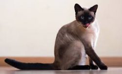 Siamese cats are very active and cheerful animals. They adore outdoor games, chase a toy, catch  ...